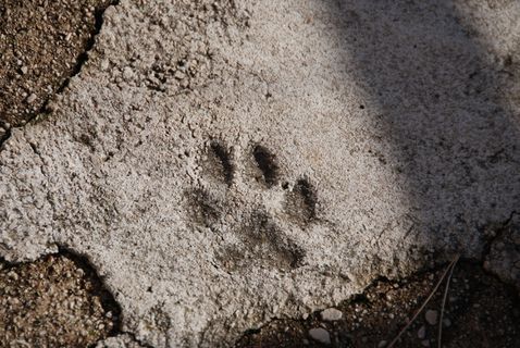 爪印、永恒、沥青、无人、高角度、自然、白天、特写