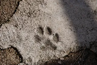 爪印、永恒、沥青、无人、高角度、自然、白天、特写