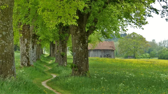 曲折的方式, 中间, 种植, 树木, 夏季菩提树, 树, 林德, 大道