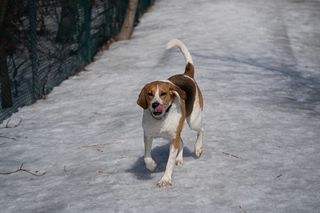 宠物，狗，动物，狗，哺乳动物，皮带，猎犬，小猎犬