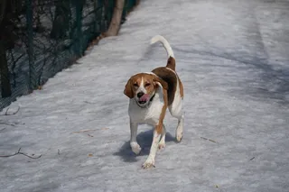 宠物，狗，动物，狗，哺乳动物，皮带，猎犬，小猎犬