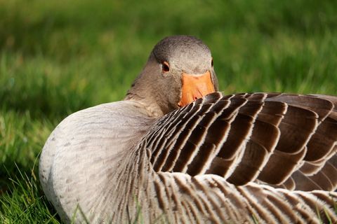 自然，鸟，动物世界，动物，羽毛，喙，野生，翅膀