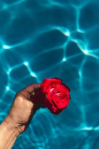 在一个温暖的夏日，一座游泳池的碧水上升起了一座清新的花园