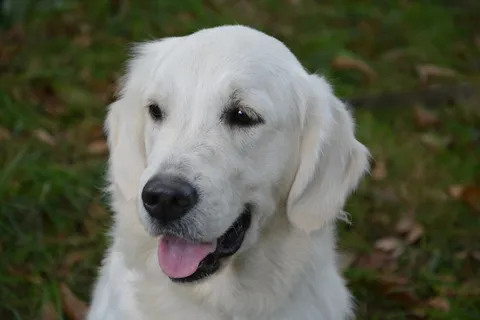 狗,金毛寻回犬,雌性,家畜,新鲜,友谊,宠物,附加 狗,金毛寻回犬,雌性,家畜,新鲜,友谊,宠物,附加