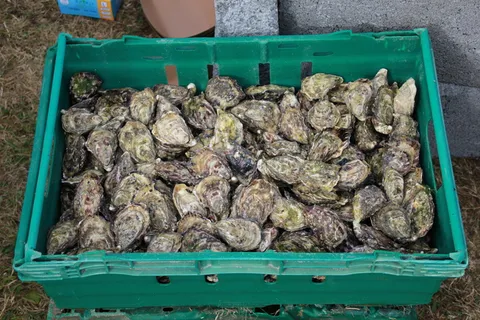 牡蛎、海鲜、贝类、容器、食品、食品和饮料、高角度视图、板条箱 牡蛎、海鲜、贝类、容器、食品、食品和饮料、高角度视图、板条箱