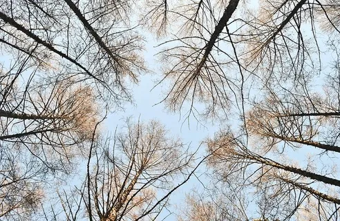 白天把光秃秃的树变成棕色