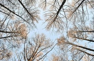 白天把光秃秃的树变成棕色