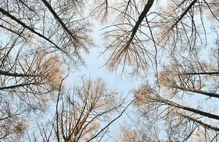 白天把光秃秃的树变成棕色