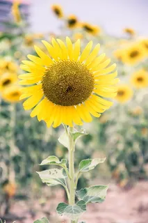 向日葵,黄色,花,自然,黄色的花,花,植物,花瓣 向日葵,黄色,花,自然,黄色的花,花,植物,花瓣