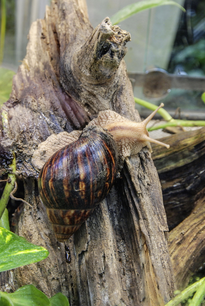 achatina fulica，大型玛瑙蜗牛，蜗牛，软体动物，贝壳，陆地蜗牛，爬行，自然