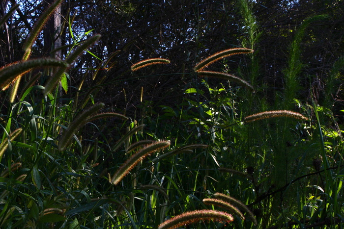 植被、植物、户外、土地、自然、雨林、树木、动物