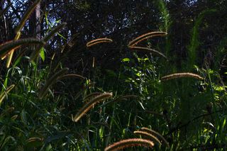 植被、植物、户外、土地、自然、雨林、树木、动物