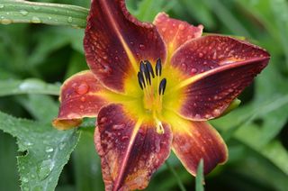 雨，花，水，花园，潮湿，春天，自然，夏天