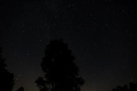 夜间树的剪影 夜间树的剪影