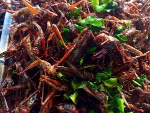 蚱蜢，昆虫，泰国，吃，油炸，全框架，食品和饮料，中国食品