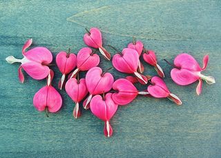 流血，心花，青色表面，流血的心，春天，花，心，植物