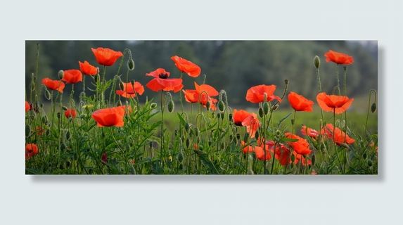 特写，摄影，红色，罂粟田，花，罂粟，春天，自然