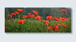 特写，摄影，红色，罂粟田，花，罂粟，春天，自然