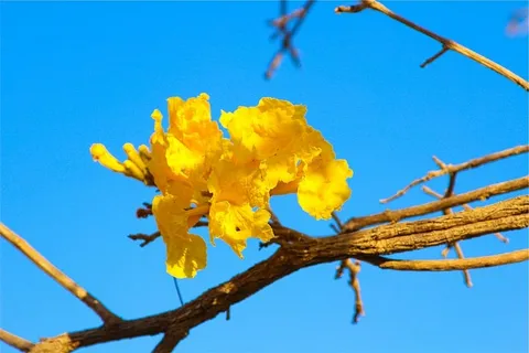 选择性,聚焦摄影,黄色,开花树,花,蓝色,天空,白天 选择性,聚焦摄影,黄色,开花树,花,蓝色,天空,白天