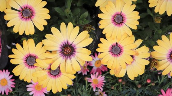 菊花，黄色花，图案，浓烈，黄色，看，通常是花