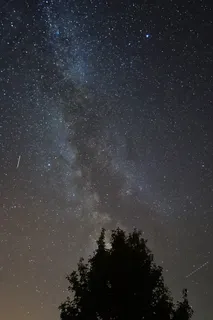 夜晚天空下树木的轮廓 夜晚天空下树木的轮廓