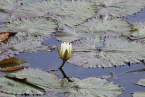 睡莲、花、床单、植物、池塘、大自然、水生植物、水体