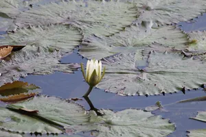 睡莲、花、床单、植物、池塘、大自然、水生植物、水体