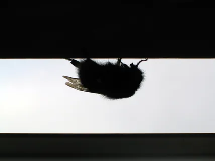 过敏，过敏，烦恼，烦恼，蜜蜂，蜂巢，熊蜂