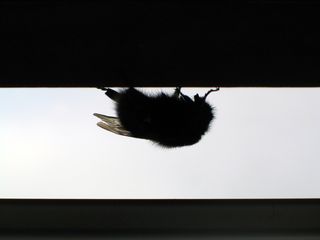 过敏，过敏，烦恼，烦恼，蜜蜂，蜂巢，熊蜂