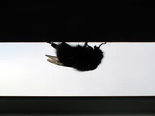 过敏，过敏，烦恼，烦恼，蜜蜂，蜂巢，熊蜂