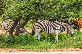 斑马、狩猎、非洲、动物、条纹、自然、荒野、稀树草原