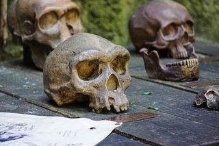 猿，头骨，骷髅，木头，骨头，骷髅，死亡，死亡