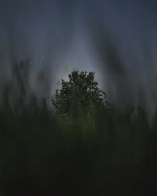 夜间灰云下的绿树