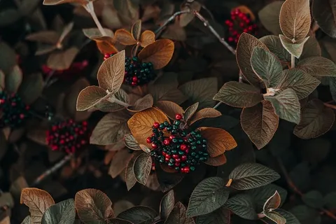 棕色和绿叶植物 棕色和绿叶植物