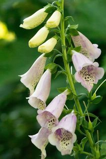 洋地黄开花。这种粉色的毛地黄有钟形的花朵，花朵内部有洋红和白色的斑点。