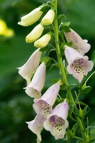 洋地黄开花。这种粉色的毛地黄有钟形的花朵，花朵内部有洋红和白色的斑点。