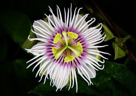 花，植物，自然，植物，花朵，春天，花朵，花园