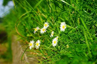 daisy，flower，bloom，bloom，white，bellis哲学，多年度daisy，tausendschön