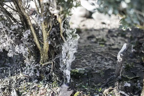冰,水,植物,冰冻,冬天,树,没有人,生长 冰,水,植物,冰冻,冬天,树,没有人,生长