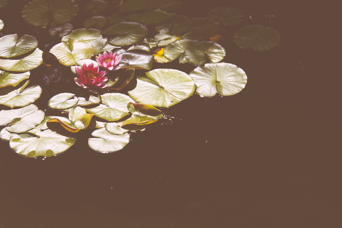 粉红莲花、植物、花朵、花朵、百合、池塘百合、水、户外