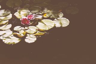 粉红莲花、植物、花朵、花朵、百合、池塘百合、水、户外