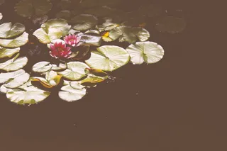 粉红莲花、植物、花朵、花朵、百合、池塘百合、水、户外