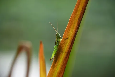 蚱蜢,绿色,昆虫,生物,动物,夏天,无脊椎动物,一种动物 蚱蜢,绿色,昆虫,生物,动物,夏天,无脊椎动物,一种动物