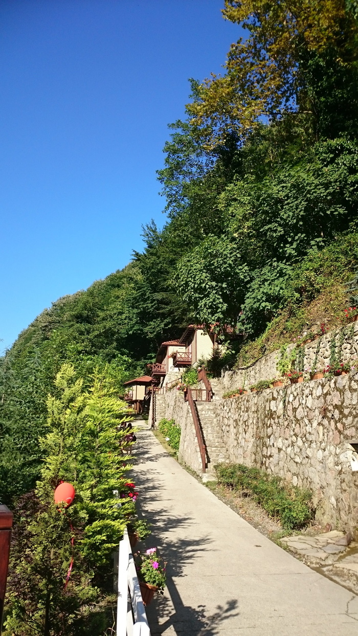 性质, 森林避暑别墅, 自然村, 森林住宿, 树, 植物, 建筑结构, 建筑