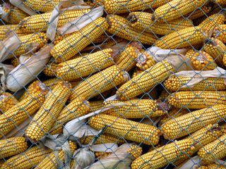 玉米、田地、自然、谷物、玉米、田地、农业、法国、食品