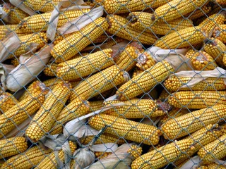 玉米、田地、自然、谷物、玉米、田地、农业、法国、食品