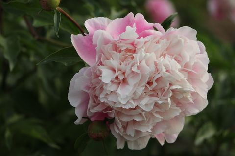 中国草本牡丹,花,粉色,开花植物,植物,自然之美,脆弱,新鲜 中国草本牡丹,花,粉色,开花植物,植物,自然之美,脆弱,新鲜