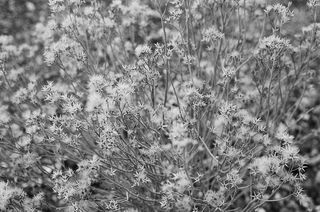植物，花朵，花朵，芹菜科，白色，植被，死亡，干燥