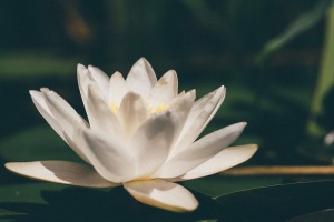 美丽，绽放，绽放，绽放，特写，色彩，精致，异国情调