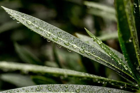 有水滴的树叶特写照片 有水滴的树叶特写照片